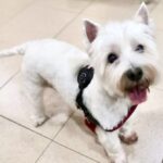 Vanessa Incontrada Instagram - Lola del mio cuore riposa in pace .. sarai sempre nel mio cuore mia piccola patuffola Bianca 🙏❤️❤️