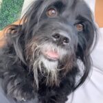 Scarlet Ortiz Instagram - Yo era una persona normal y me convertí en una mejor Gracias a ti 🐾 #Dollardejesus Mi Negrito Gruñon! Cuando llegamos a amar a unos de estos seres los amamos a todossss y es que vinieron a enseñarnos tanto! Vamos a cuidarlos y respetarlos 🙏🏻 por favor! Y si tienen la oportunidad de #adoptar no lo duden háganlo pero sepan que vienen con una carga de responsabilidad grande pero no tanto como el amor y el bienestar que dan! Sueño con los refugios vacíos porque todos encontraron un buen hogar 🙌🏻 #adopt #adopta #adoptanocompres #masamor #mascotas #pet #amordelbueno #amorincondicional #gatos #perros #cats #dogs #lovemydog