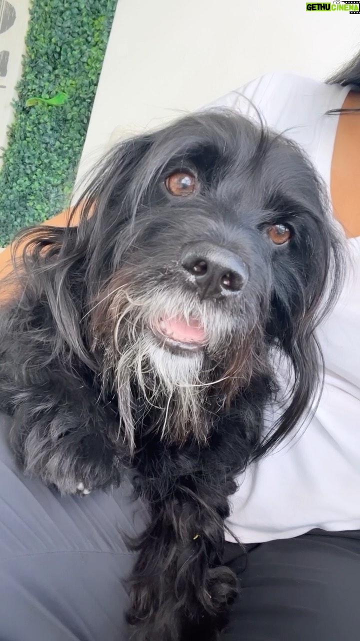 Scarlet Ortiz Instagram - Yo era una persona normal y me convertí en una mejor Gracias a ti 🐾 #Dollardejesus Mi Negrito Gruñon! Cuando llegamos a amar a unos de estos seres los amamos a todossss y es que vinieron a enseñarnos tanto! Vamos a cuidarlos y respetarlos 🙏🏻 por favor! Y si tienen la oportunidad de #adoptar no lo duden háganlo pero sepan que vienen con una carga de responsabilidad grande pero no tanto como el amor y el bienestar que dan! Sueño con los refugios vacíos porque todos encontraron un buen hogar 🙌🏻 #adopt #adopta #adoptanocompres #masamor #mascotas #pet #amordelbueno #amorincondicional #gatos #perros #cats #dogs #lovemydog