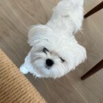 Han Hyo-joo Instagram - 예쁜거..귀여운거..예쁜거..귀여운거..예쁜거..귀여운고.............뎨...뎨송합니다아.........🤪