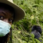 Danai Gurira Instagram - On #WorldGorillaDay, @danaigurira and the team at @wildafricafund are deeply inspired by the remarkable efforts of gorilla conservationists and the awe-inspiring animals themselves, all brought to life through Danai’s captivating adventure while visiting Rwanda (@visitrwanda_now)! 🦍🇷🇼
 
Did you know that gorillas display many behaviours and emotions strikingly akin to our own? Remarkably, we share 98.3% of our genetic code with these incredible animals! 

The gorilla population has been declining for decades, primarily due to their low reproductive rate. A female gorilla typically gives birth to only 3 to 4 offspring in her lifetime, underscoring the urgent need for gorilla conservation. Rwanda is a leader in this area, with their annual Kwita Izina being a way to bring awareness to these astounding creatures and preserve and protect them.
 
Danai visited Rwanda to attend the Business of Conservation Conference in Kigali and the Kwita Izina Gorilla Naming Ceremony at Volcanoes National Park. During the latter event, she was honoured with the opportunity to name one of the 23 baby gorillas born in the last year. With great affection, she chose the name Aguka T'Challa as a touching tribute to Chadwick Boseman. Aguka is the gorilla’s Rwandan name, meaning Expansion. 🙏 Three years after Chadwick’s passing, Danai wished to honor his memory, and the timing of the ceremony was especially significant as it took place during his memorial week.
 
During her speech, Danai's beautiful tribute was made clear by the following statement.
 
"...my dear brother Chadwick Boseman, whose love and appreciation for this continent shines brightly in the legacy that he left behind."

Join us in commemorating #WorldGorillaDay and protecting Africa’s astounding wildlife heritage. 🤝
 
Credit to @kwita.izina for footage of Danai’s heartfelt speech.

#GorillaConservation #RwandaGorillas #Gorillas #Apes #RwandaTourism #DanaiGurira #WildAfricaFund #WorldGorillaDay #AgukaTChalla