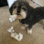 Amanda Gorman Instagram - Heaven has another angel 🪽So hard to say goodbye to Lulu when she’s been our family’s furry friend for most of my life. My dearest love, you have seen me through each hill and valley of childhood and young womanhood. Whenever I stayed up late to write a poem, you stayed by my side until I wrote the last line. You asked to love me, and for nothing more. You changed and cherished me in every way possible, and I miss you deeper than my bones. But now you can rest my sweet, just as is your right after a life of giving. You are free forever, the first and last of your kind. It was an honor to be yours, and for you to be ours. Love always, Amanda
P.S.
This little one came from a shelter, like so many other pets. If you’ve ever had your life touched by an animal with a hard start, please donate to The Milo Foundation (fundraiser in bio) which rescues dogs and cats from high-kill animal control shelters and adopt them to loving homes best suited to provide lifetime care. Love you my Lulu 💛
