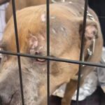 Katherine Heigl Instagram - 🚨 URGENT ACTION NEEDED 🚨

The dogs of Skid Row, Los Angeles are suffering in silence, and they need YOUR voice! 

Skid Row, a neighborhood known for its significant homeless population, is also home to numerous dogs living in deplorable conditions - caged, neglected, and abused. Many are tethered 24/7 without access to adequate food, water, or shade, while others are illegally bred without permits, and all are subjected to the harsh realities of life on the streets. 

📷 Witness the heartbreaking reality these innocent souls face every day. 

🔗 Sign the Petition: www.change.org/p/saving-skid-row-dogs [LINK IN BIO]
 
Resources offered to the people living on Skid Row for free spay and neuter are often refused because the dogs are being bred as bartering tools for drugs. Supplies of food and water for the dogs are also routinely stolen. 

📢 We are calling on Mayor Karen Bass, LA Councilmember Kevin de Leon, and General Manager of Animal Services Staycee Dains to address this urgent situation and work with the @standupforpitsfoundation and @theanimalrescuemission to end the mass breeding and unlawful suffering of dogs on Skid Row. 

We demand a meeting on or before Monday, Dec 4th, 2023, to discuss viable solutions and enforce laws that protect these animals. 

📞 Make Your Voice Heard: 

- North Central Animal Shelter: 888-452-7381 

- LA Animal General Managers Office, Staycee Dains: 213-482-9558, staycee.dains@lacity.org 

- Mayor Karen Bass: 213-978-0600, mayor.helpdesk@lacity.org 

SHARE WIDELY to amplify their voices and bring about change! 

Together, let’s be the change and bring hope to the hopeless. Your signature, call, and share can make a difference in their world. 

#SaveSkidRowDogs #StandUpForPits #AnimalRescueMission #StopAnimalAbuse #LosAngeles #SkidRow #Petition #CallToAction #BeTheirVoice #ChangeForGood #EndAnimalCruelty #ActNow