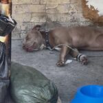 Katherine Heigl Instagram - 🚨 URGENT ACTION NEEDED 🚨

The dogs of Skid Row, Los Angeles are suffering in silence, and they need YOUR voice! 

Skid Row, a neighborhood known for its significant homeless population, is also home to numerous dogs living in deplorable conditions - caged, neglected, and abused. Many are tethered 24/7 without access to adequate food, water, or shade, while others are illegally bred without permits, and all are subjected to the harsh realities of life on the streets. 

📷 Witness the heartbreaking reality these innocent souls face every day. 

🔗 Sign the Petition: www.change.org/p/saving-skid-row-dogs [LINK IN BIO]
 
Resources offered to the people living on Skid Row for free spay and neuter are often refused because the dogs are being bred as bartering tools for drugs. Supplies of food and water for the dogs are also routinely stolen. 

📢 We are calling on Mayor Karen Bass, LA Councilmember Kevin de Leon, and General Manager of Animal Services Staycee Dains to address this urgent situation and work with the @standupforpitsfoundation and @theanimalrescuemission to end the mass breeding and unlawful suffering of dogs on Skid Row. 

We demand a meeting on or before Monday, Dec 4th, 2023, to discuss viable solutions and enforce laws that protect these animals. 

📞 Make Your Voice Heard: 

- North Central Animal Shelter: 888-452-7381 

- LA Animal General Managers Office, Staycee Dains: 213-482-9558, staycee.dains@lacity.org 

- Mayor Karen Bass: 213-978-0600, mayor.helpdesk@lacity.org 

SHARE WIDELY to amplify their voices and bring about change! 

Together, let’s be the change and bring hope to the hopeless. Your signature, call, and share can make a difference in their world. 

#SaveSkidRowDogs #StandUpForPits #AnimalRescueMission #StopAnimalAbuse #LosAngeles #SkidRow #Petition #CallToAction #BeTheirVoice #ChangeForGood #EndAnimalCruelty #ActNow