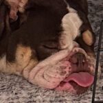 Praya Lundberg Instagram - I don’t know who rescued who but I can definitely say life has gotten 100 times better since they came in. Winston @laanimalrescue Ziggy @pawsforlifek9 Lucky @baloojasfoundation Pirate Arthur @istandwithmypack donate to any of these LA rescues. If you choose to foster or adopt I promise it will be the best decision you ever made ❤️ love my little family 🐕 🐕🐕🐕 - PS they are also the reason I don’t post as much anymore I’m too busy playing with the pups ✨