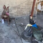 Katherine Heigl Instagram - 🚨 URGENT ACTION NEEDED 🚨

The dogs of Skid Row, Los Angeles are suffering in silence, and they need YOUR voice! 

Skid Row, a neighborhood known for its significant homeless population, is also home to numerous dogs living in deplorable conditions - caged, neglected, and abused. Many are tethered 24/7 without access to adequate food, water, or shade, while others are illegally bred without permits, and all are subjected to the harsh realities of life on the streets. 

📷 Witness the heartbreaking reality these innocent souls face every day. 

🔗 Sign the Petition: www.change.org/p/saving-skid-row-dogs [LINK IN BIO]
 
Resources offered to the people living on Skid Row for free spay and neuter are often refused because the dogs are being bred as bartering tools for drugs. Supplies of food and water for the dogs are also routinely stolen. 

📢 We are calling on Mayor Karen Bass, LA Councilmember Kevin de Leon, and General Manager of Animal Services Staycee Dains to address this urgent situation and work with the @standupforpitsfoundation and @theanimalrescuemission to end the mass breeding and unlawful suffering of dogs on Skid Row. 

We demand a meeting on or before Monday, Dec 4th, 2023, to discuss viable solutions and enforce laws that protect these animals. 

📞 Make Your Voice Heard: 

- North Central Animal Shelter: 888-452-7381 

- LA Animal General Managers Office, Staycee Dains: 213-482-9558, staycee.dains@lacity.org 

- Mayor Karen Bass: 213-978-0600, mayor.helpdesk@lacity.org 

SHARE WIDELY to amplify their voices and bring about change! 

Together, let’s be the change and bring hope to the hopeless. Your signature, call, and share can make a difference in their world. 

#SaveSkidRowDogs #StandUpForPits #AnimalRescueMission #StopAnimalAbuse #LosAngeles #SkidRow #Petition #CallToAction #BeTheirVoice #ChangeForGood #EndAnimalCruelty #ActNow
