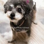Amanda Gorman Instagram - Heartbroken after losing our family dog, I’m reflecting on how this light and love of my life had been found from a shelter, and how there are so many life-changing dogs still in the same situation. The mission of The Milo Foundation is to rescue adoptable dogs and cats from high-kill animal control shelters and adopt them to loving homes best suited to provide lifetime care. If your life has ever been touched by an animal with a hard start, please consider sharing and donating. Love you my Lulu 💛
