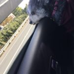Amanda Gorman Instagram - Heaven has another angel 🪽So hard to say goodbye to Lulu when she’s been our family’s furry friend for most of my life. My dearest love, you have seen me through each hill and valley of childhood and young womanhood. Whenever I stayed up late to write a poem, you stayed by my side until I wrote the last line. You asked to love me, and for nothing more. You changed and cherished me in every way possible, and I miss you deeper than my bones. But now you can rest my sweet, just as is your right after a life of giving. You are free forever, the first and last of your kind. It was an honor to be yours, and for you to be ours. Love always, Amanda
P.S.
This little one came from a shelter, like so many other pets. If you’ve ever had your life touched by an animal with a hard start, please donate to The Milo Foundation (fundraiser in bio) which rescues dogs and cats from high-kill animal control shelters and adopt them to loving homes best suited to provide lifetime care. Love you my Lulu 💛