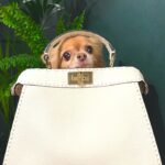 Mimi Keene Instagram - Playing peekaboo 🐾
#fendipeekaboo 
@fendi