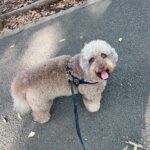 Kōki Instagram - ルンちゃんとのお散歩📷

満開の金木犀🥰
甘い香りが大好きです☺️