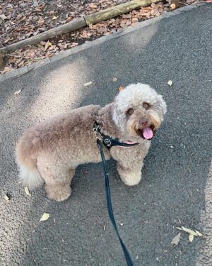 Kōki Instagram - ルンちゃんとのお散歩📷

満開の金木犀🥰
甘い香りが大好きです☺️