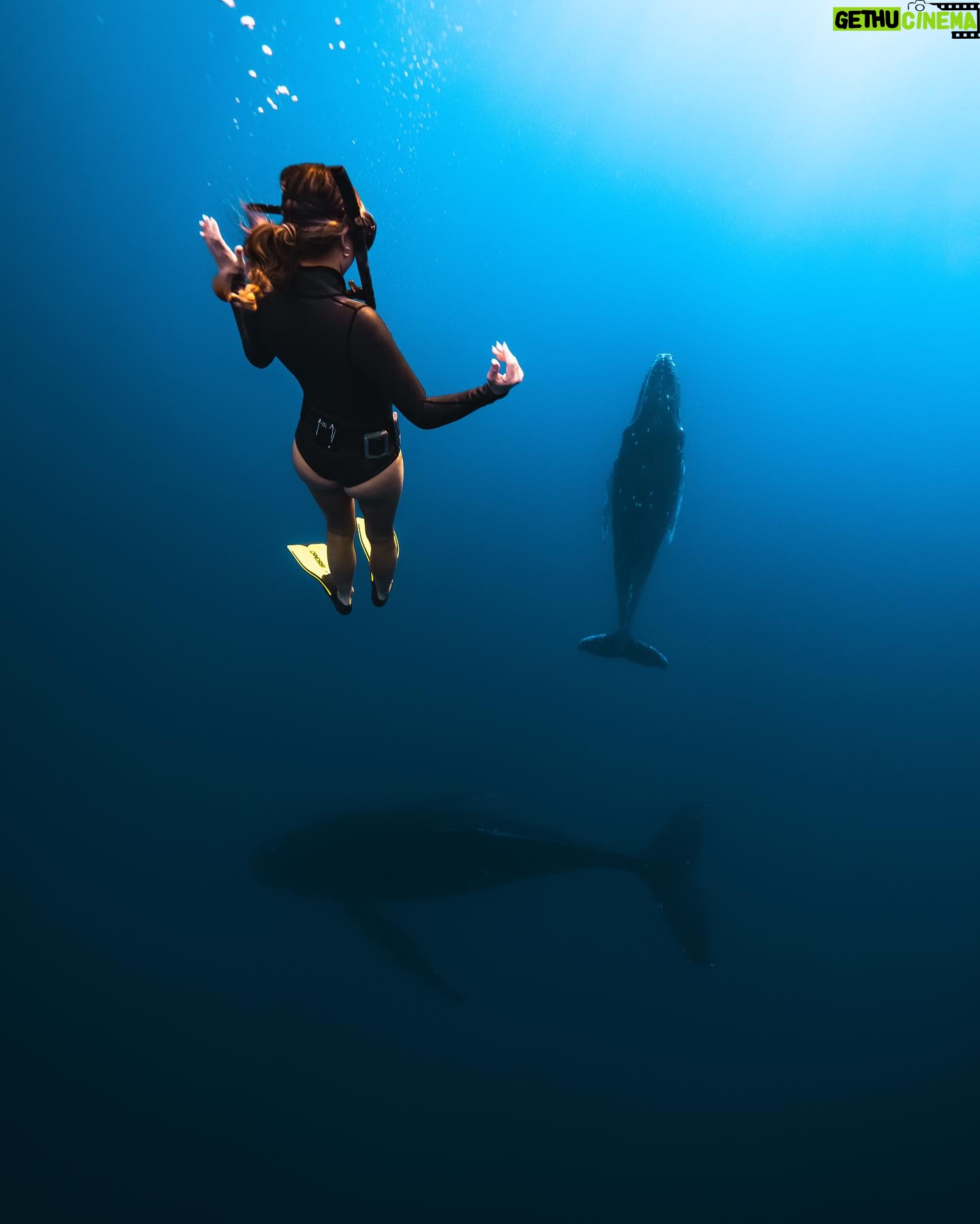 Kinsey Wolanski Instagram - Moorea Tahiti recommendations ❤️
Swimming with humpback whales- @mooreamoanatours
Best hotel- @manavamoorea
Best house to rent- @mooreaherelodge
Hikes- magic mountain and belevedere lookout
