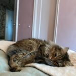 Maude Apatow Instagram – dolly turns 3 🥹