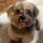 Susana Vieira Instagram – esperando o jantar 🐶