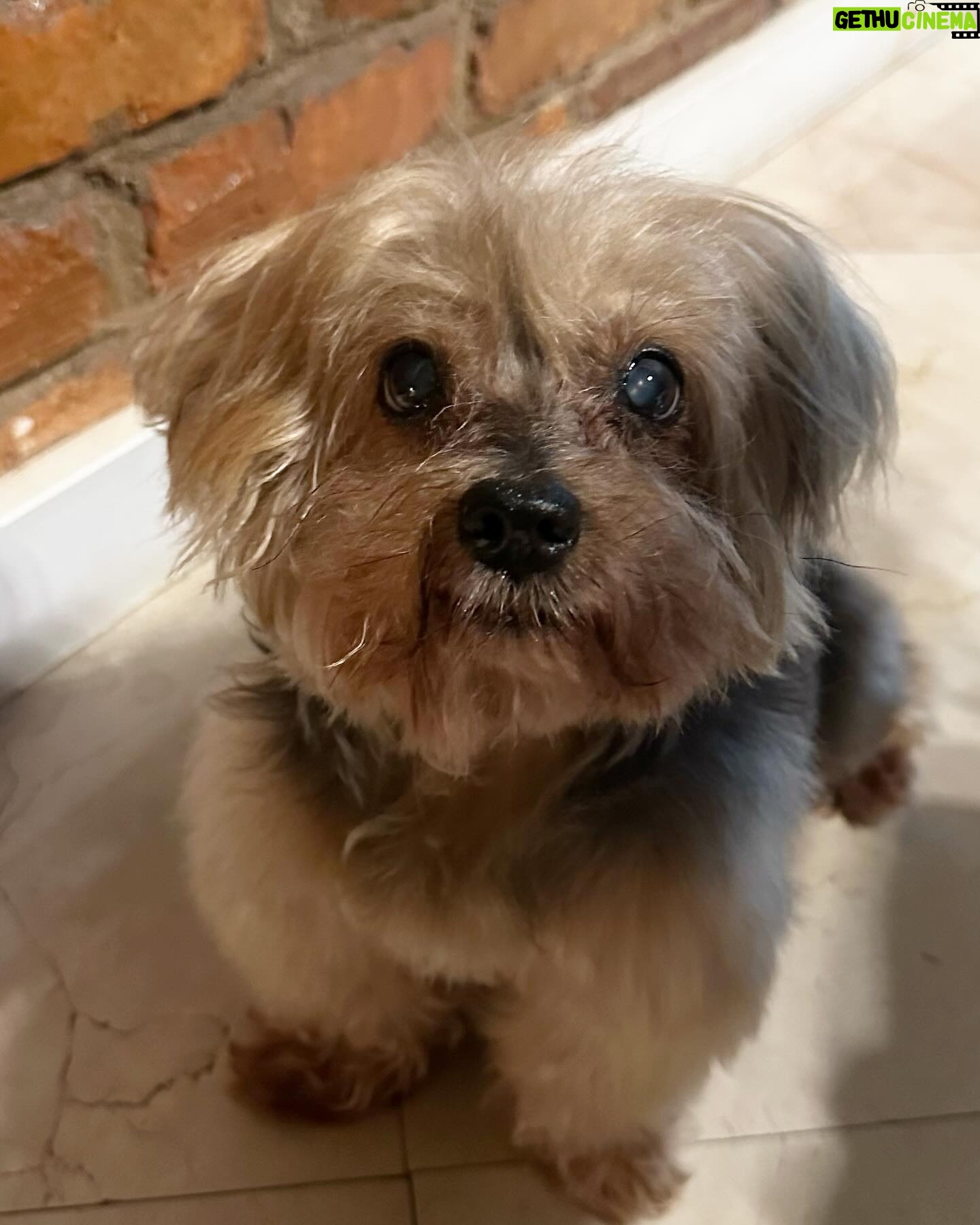 Susana Vieira Instagram - esperando o jantar 🐶