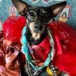 Iris Apfel Instagram - Candy, spiders, and tricky treaters galore…
These costumes are showing that more is more! 🎃🍬👻🕷️

Keep sharing your costumes - I want to see them!! 

#halloween #halloweencostume
