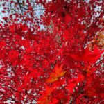Kōki Instagram - Autumn leaves 🍁 

Thank you @bape_japan 💗