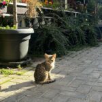 Han Hyo-joo Instagram – #북마케도니아
#northmakedonia 
#ohrid 

Peaceful ✨