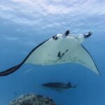Kate Walsh Instagram – It was an incredible honor to be able to experience my third expedition with #LindbladExpeditions as we journeyed to the remote islands of Marquesas & Tuamotus in #FrenchPolynesia ๐ต๐ซโค๏ธ Check out the link in my Instagram Stories to read the full interview with @LindbladExp where we talk about islands amazing local communities and culture, the brilliant on-board crew & staff, and of course diving along the regionโs most spectacular marine life! ๐๐๐
(Photos by Eric Guth, Michael S. Nolan & Lindblad Expeditions)