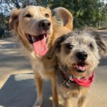 Camilla Luddington Instagram - 2 of my 3 rescue pups 🐶 🐶 #adoptdontshop #rescue