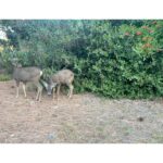 Katherine McNamara Instagram - Morning, lovelies! Ran into some friends on my morning run … 
oh deer, I must say I’m rather fawn’d of them! 🦌🩵