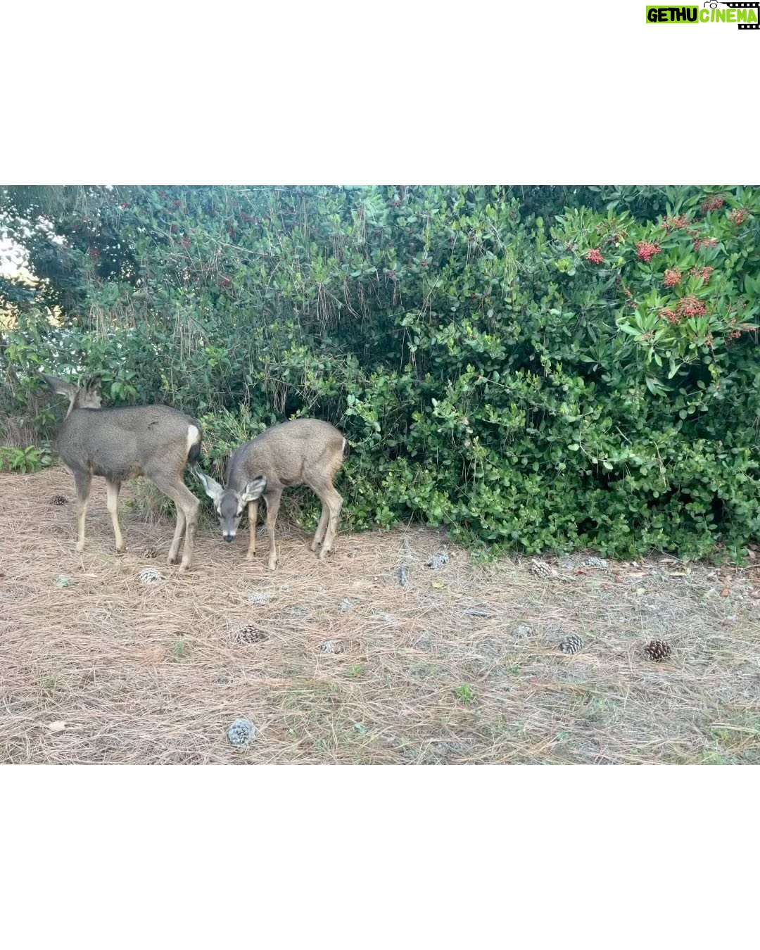 Katherine McNamara Instagram - Morning, lovelies! Ran into some friends on my morning run …
oh deer, I must say I’m rather fawn’d of them! 🦌🩵