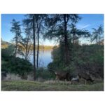 Katherine McNamara Instagram - Morning, lovelies! Ran into some friends on my morning run … 
oh deer, I must say I’m rather fawn’d of them! 🦌🩵