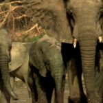 Shailene Woodley Instagram - Progress After Poaching 🐘

Due to the courageous work of these dedicated rangers, the elephants in Zakouma National Park have learned to trust again – and their population is thriving.
 
Our home. Our future. This is #PlanetEarth3 🌍