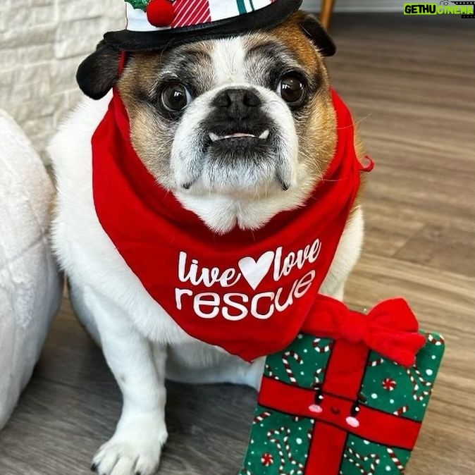 Camilla Luddington Instagram - 🔁 @wafflesthepugmix @bestfriendsanimalsociety
Happy #GivingTuesday! ❤️🎁
This Tuesday, your donation to help animals does EVEN MORE GOOD! ❤️ @bestfriendsanimalsociety is TRIPLE-MATCHING all donations! Your gift will help 3x the number of homeless pets! 🧡 To make a contribution please go to the @bestfriendsanimalsociety donation page!
Thank you for your support! ❤️I hope you have an amazing Tuesday! 🧡
Love, Waffles ❤️🎁🧡
.
.
.
#bestfriendsanimalsociety #pugrescue #pugs #dogrescue #givingtuesday