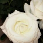 Macarena Achaga Instagram - regalar flores nunca pasa de moda. 
llenarle la casa de flores a tu novia, menos.