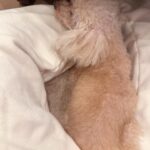 Nozomi Sasaki Instagram - お婆ちゃんになって、
どんどん赤ちゃんみたいになってきて、それはそれで、とっても可愛い🐕🤎
目はほとんど見えてないけど、食い意地は凄くて、食べ物は絶対探し当てるよ🤣
#愛犬