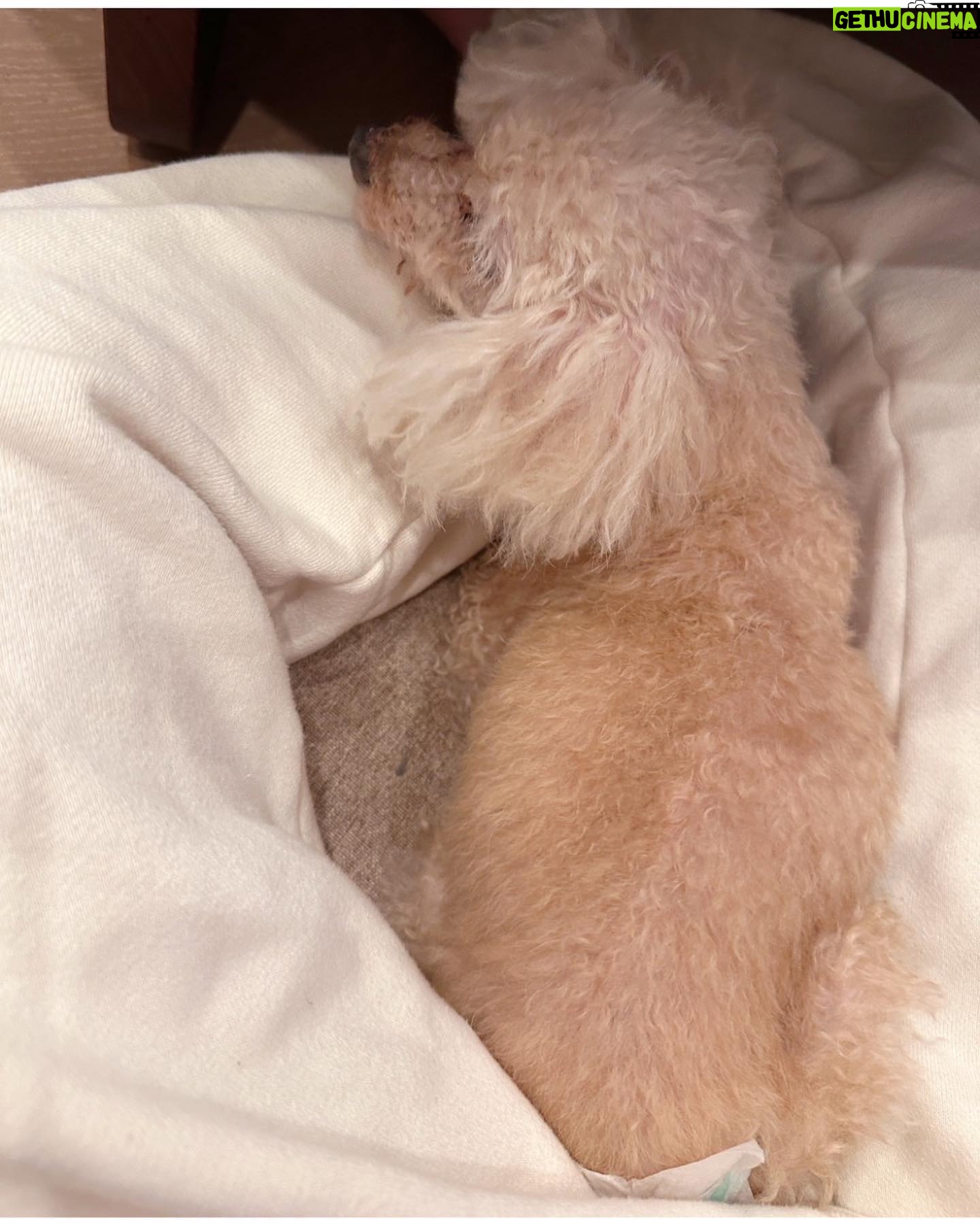 Nozomi Sasaki Instagram - お婆ちゃんになって、
どんどん赤ちゃんみたいになってきて、それはそれで、とっても可愛い🐕🤎
目はほとんど見えてないけど、食い意地は凄くて、食べ物は絶対探し当てるよ🤣
#愛犬