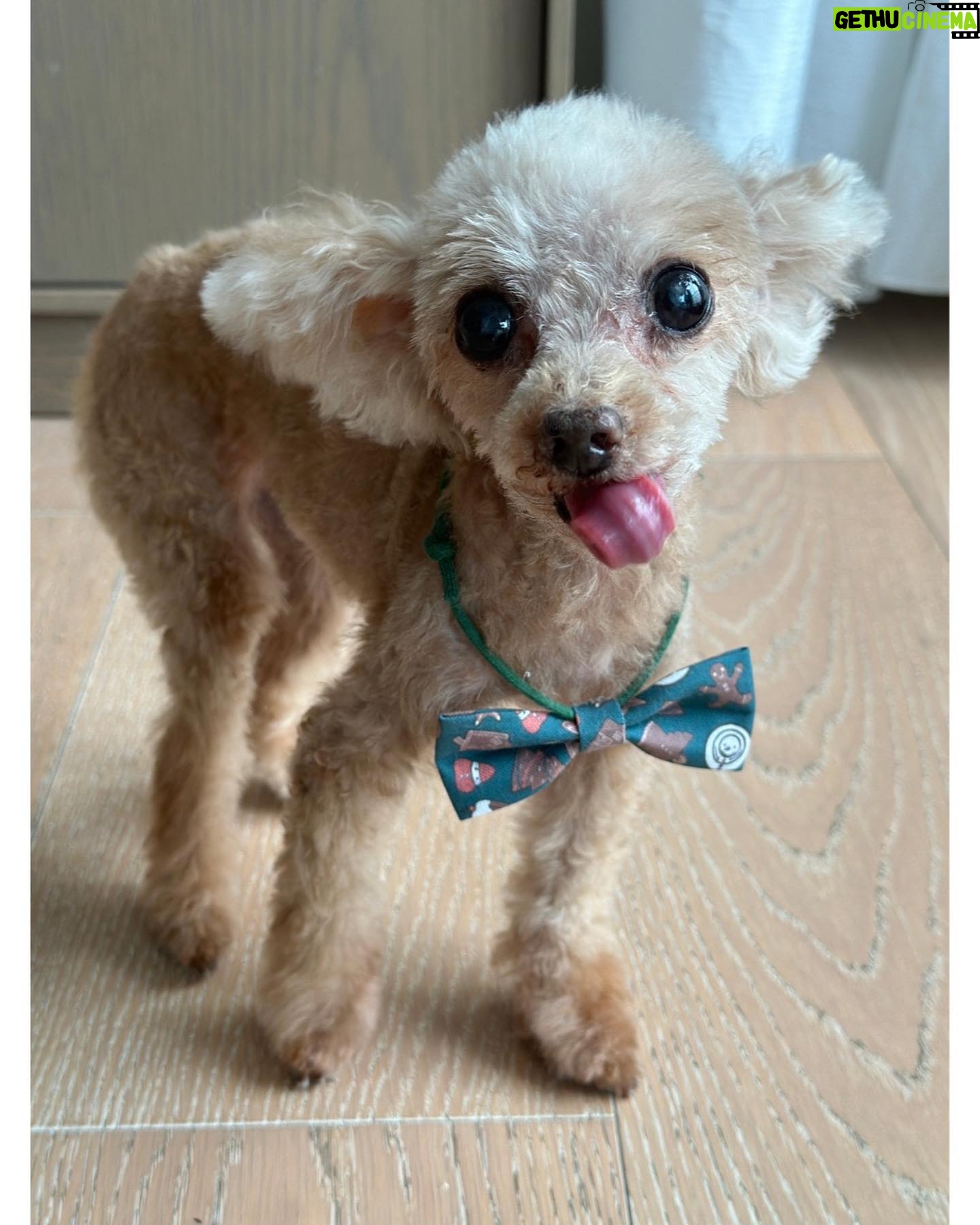 Nozomi Sasaki Instagram - ペロン🐶🤎
もうすぐ15才!
#愛犬