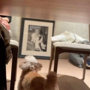 Nozomi Sasaki Instagram - 美玲ちゃんのお誕生日を
絢と犬ちゃんとお祝い🎂
おめでとう🩷
美玲ちゃんのドアップ写真可愛ええ！✨
そして、その横にいるぱっちゃんにもキュン🐕♡