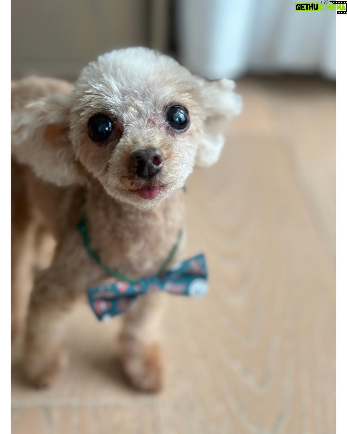Nozomi Sasaki Instagram - ペロン🐶🤎
もうすぐ15才!
#愛犬