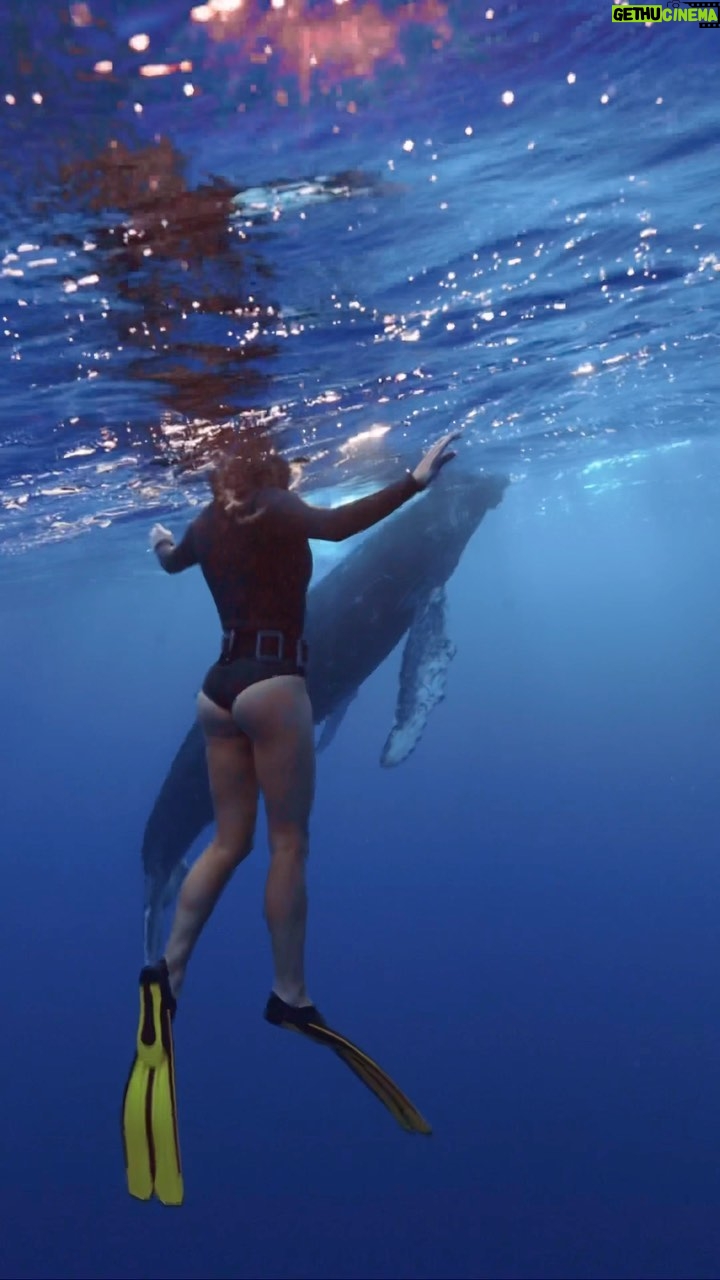 Kinsey Wolanski Instagram - Diving with humpback whales 🐋😳
The male humpback whale would stay about 40ft under the surface and sing for almost an hr to attract a female. You could hear the song through your entire body underwater and it was so surreal. The baby humpbacks are so curious and friendly, we caught this beautiful shot of the baby breaching 🐋
Thank you to the best dive experts for making this possible @mooreamoanatours @pierrick_moana @zimydakid @danny_mako