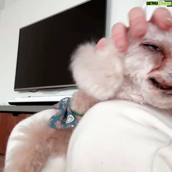 Nozomi Sasaki Instagram - お婆ちゃんになって、
どんどん赤ちゃんみたいになってきて、それはそれで、とっても可愛い🐕🤎
目はほとんど見えてないけど、食い意地は凄くて、食べ物は絶対探し当てるよ🤣
#愛犬