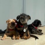 Praya Lundberg Instagram - Missing the pups 🐶🐾 #adoptdontshop #rescuedogsofinstagram
