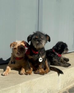 Praya Lundberg Instagram - Missing the pups 🐶🐾 #adoptdontshop #rescuedogsofinstagram
