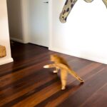 Kate Walsh Instagram – Cat-a-pulting our way to the holidays!! 😹🎁 The Tabby TikTok Takeover is coming soon so make sure to follow @KateWalsh on #TikTok stay tuned for more w/ Jim, Frank & Rico 🐾💋