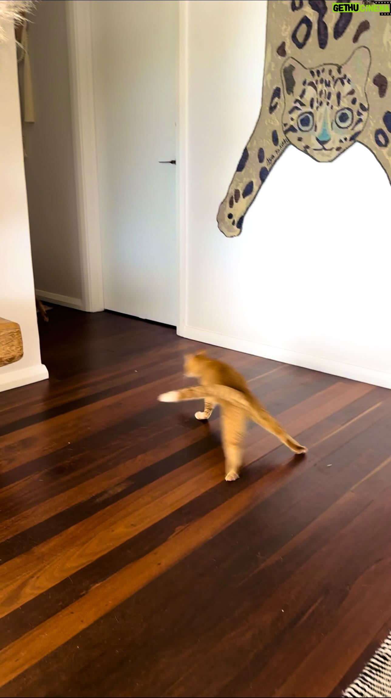 Kate Walsh Instagram - Cat-a-pulting our way to the holidays!! πΉπ The Tabby TikTok Takeover is coming soon so make sure to follow @KateWalsh on #TikTok stay tuned for more w/ Jim, Frank & Rico πΎπ