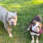 Praya Lundberg Instagram - Missing the pups 🐶🐾 #adoptdontshop #rescuedogsofinstagram