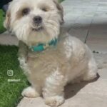 Scarlet Ortiz Instagram - @marianvalerooficial 🙌🏻👏🏻👏🏻👏🏻🐾🐾🐾❤️ es tan cierto lo que dices comadre! Que amor más bonito Dios mío! Véanlo hasta el final😍 #adopta #adoptaunperro #adoptaungato #adopt #adoptadog #adoptacat #adoptanocompres #adoptdontshop #amordelbueno