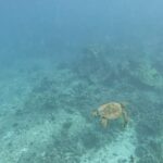 Sarah Michelle Gellar Instagram - “We may have split from our common ancestor with the octopus over half a billion years ago , and yet you can make friends with an octopus” (don’t worry- after we hung for a few seconds we said our goodbyes and he swam off) bonus content MANTA!!