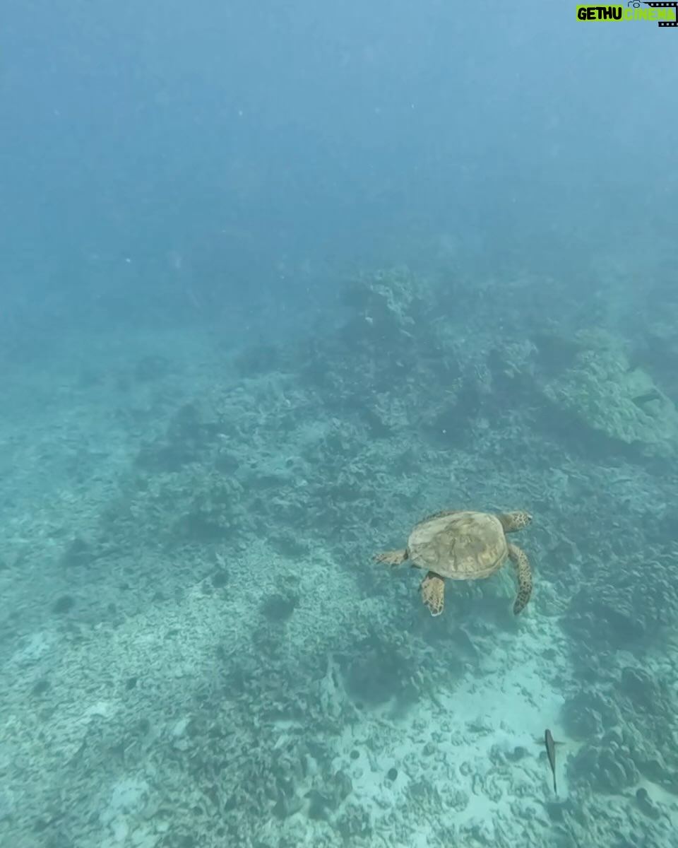 Sarah Michelle Gellar Instagram - “We may have split from our common ancestor with the octopus over half a billion years ago , and yet you can make friends with an octopus” (don’t worry- after we hung for a few seconds we said our goodbyes and he swam off) bonus content MANTA!!