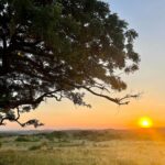 Poppy Delevingne Instagram - Out of Africa, & into our hearts. 💛

Thank you @wildtomorrow for an experience we’ll cherish forever…

Happy 2024, creatures. ✨
