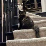 Fearne Cotton Instagram – A week where… 
🟢 @michkeegan and I talked ‘happy hermits’ on the @happyplaceofficial
Podcast. 

🟢Frank settled into his new home. It’s one week since we picked him up from @themayhew and he is one happy boy. The integration with Simon has gone so well too. They are play fighting and hanging out quite happily. I’m so relieved. 

🟢I made an old @jamieoliver
birthday cake recipe which was much enjoyed. 

🟢I realised the older I get the more uncomfortable I’m finding it to put myself out there. My little insta feed feels safe to an extent as you’ve made a choice to follow me, but this week I stepped into other peoples spaces; TV and radio shows where Im open to all sorts of judgement. It’s interesting to poke around in that discomfort and wonder why collectively we often feel we need to be liked by everyone to be ok. Im up for challenging that one in the name of mental peace.