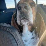 Ree Drummond Instagram - Freddles 🐶😊