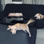 Sanya Lopez Instagram - My Aspin her name is Mackee napulot po sya sa isang fast food..nanghihingi ng french fries.😝

Look at her now…

feeling doña na po yan sya 😝

Ps.
But she’s very sweet 🥹🤎