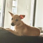 Sanya Lopez Instagram - My Aspin her name is Mackee napulot po sya sa isang fast food..nanghihingi ng french fries.😝

Look at her now…

feeling doña na po yan sya 😝

Ps.
But she’s very sweet 🥹🤎